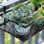 Plant Hanger
