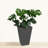 Vladamar ECOBO Eco-Friendly Rectangular Pot Planter Elemento Indoor/Outdoor use Versatile & Lightweight-680094237-680094230