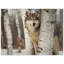 Reproduction d'art loup gris-1058081907-1058081905