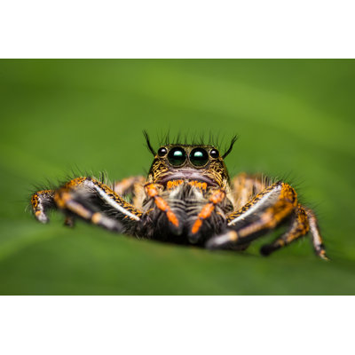 Marily Spider - Wrapped Canvas Print