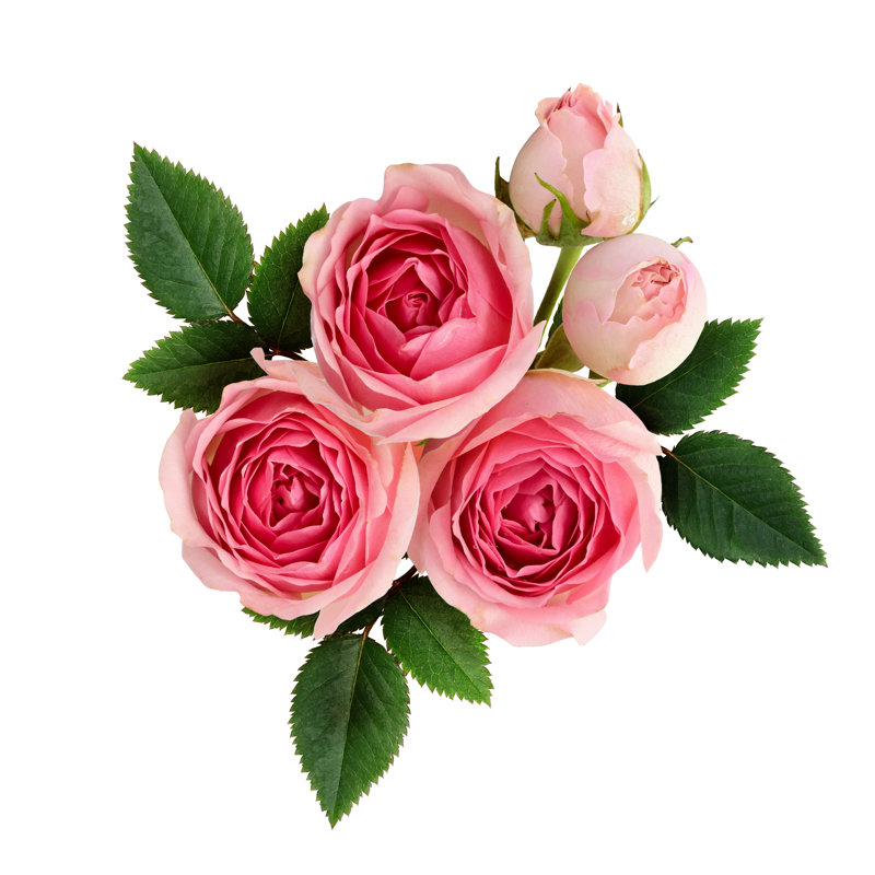 Pala Pink Roses - Wrapped Canvas Print, 30cm H x 30cm W x 3.8cm D