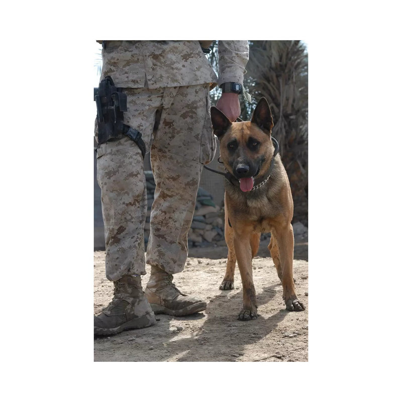 A Belgium Malonois Military Working Dog Stands By His Handler by Stocktrek Images - Wrapped Canvas Print