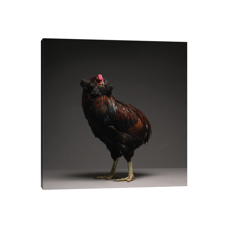 Araucana - Wrapped Canvas Print, 30.48 cm H x 30.48 cm W