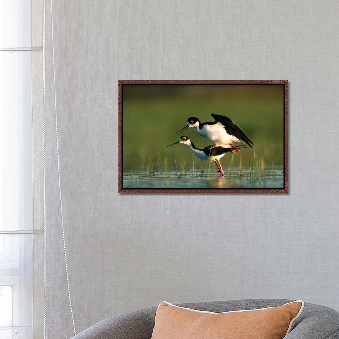 Black-Necked Stilt Couple Mating, North America von Tim Fitzharris - Gallery-Wrapped Canvas Giclée on Canvas