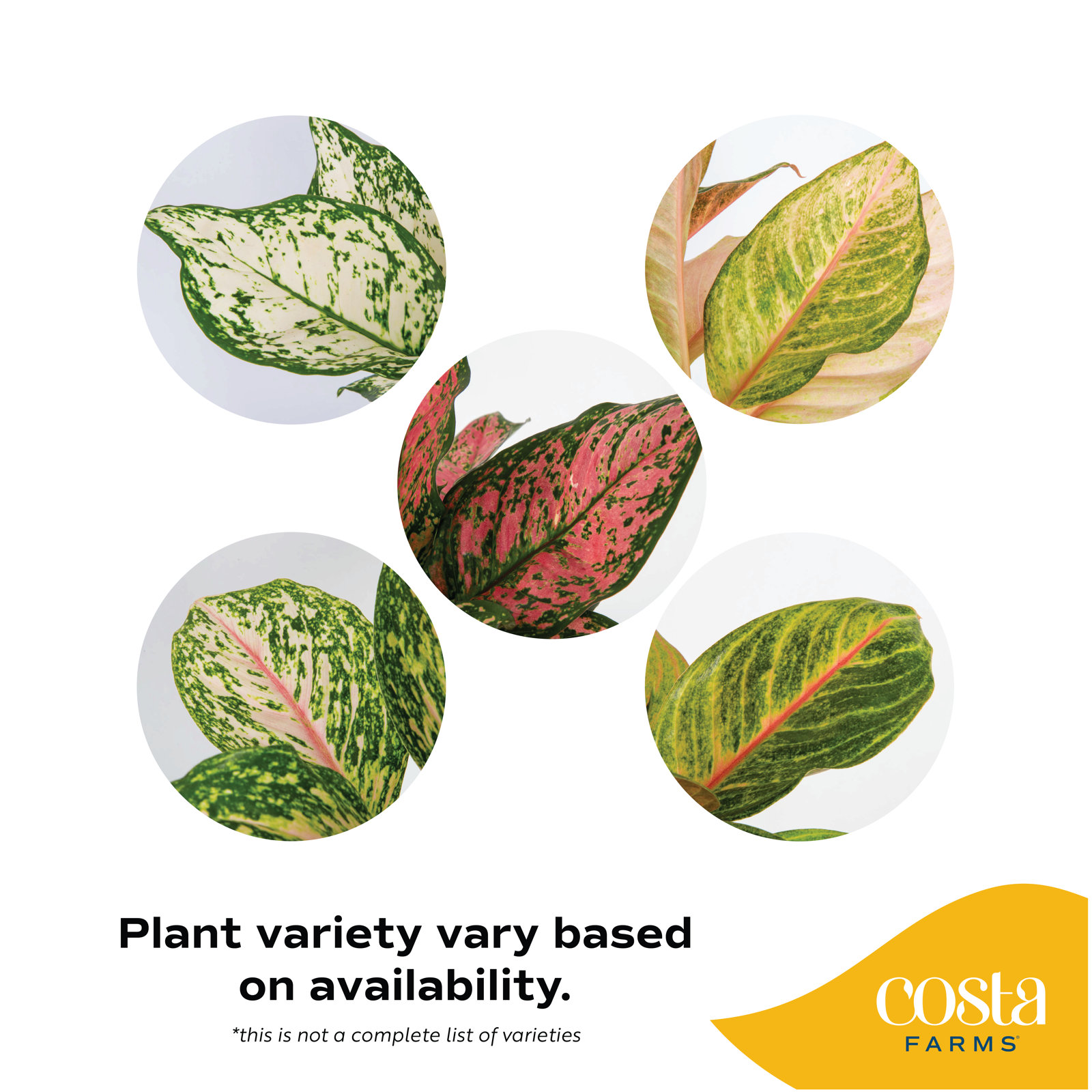 Costa Farms Pink Aglaonema Plant
