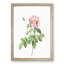 Pink Cabbage Roses by Pierre-Joseph Redoute - Picture Frame Painting Print-55583638-55583643