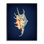  Spider Conch on Blue White Framed Giclee Art by Graffi*tee Studios