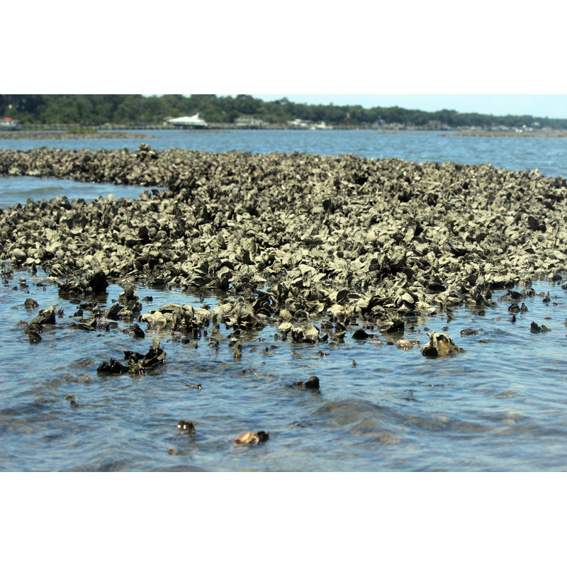 Oyster Bed, Caroline du Nord, H 8 po x l 12 po