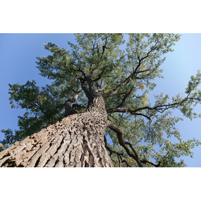 Elm Tree From Below by Awelshlad