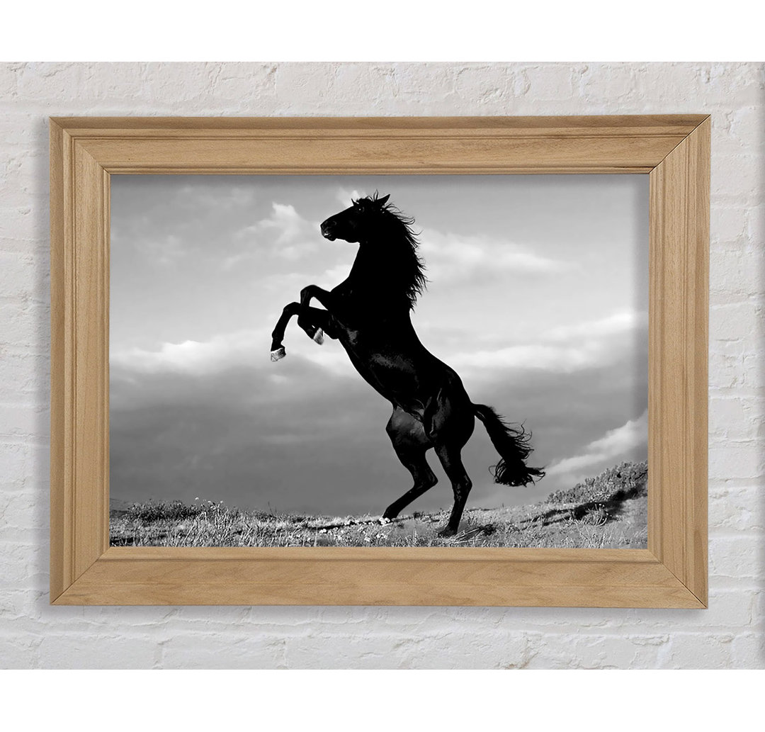 Black Wild Stallion - Bilderrahmen Kunstdrucke