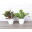 Live Prayer Plant Set in Classic Pots-78391163