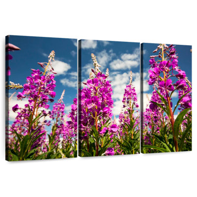 Fireweed Blooms