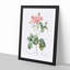 Cabbage Rose in Pink by Pierre-Joseph Redoute - Picture Frame Art Print-55513214-55513216