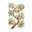 Plantes et fleurs - Branche de pêcher avec des fruits qui mûrissent-960473546