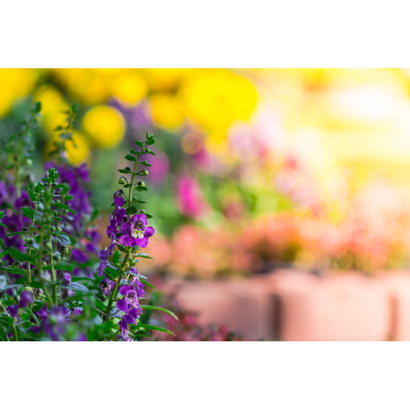 Flowers In The Garden by MOCCABUNNY - Wrapped Canvas Print, 30cm H x 46cm W x 3.8cm D