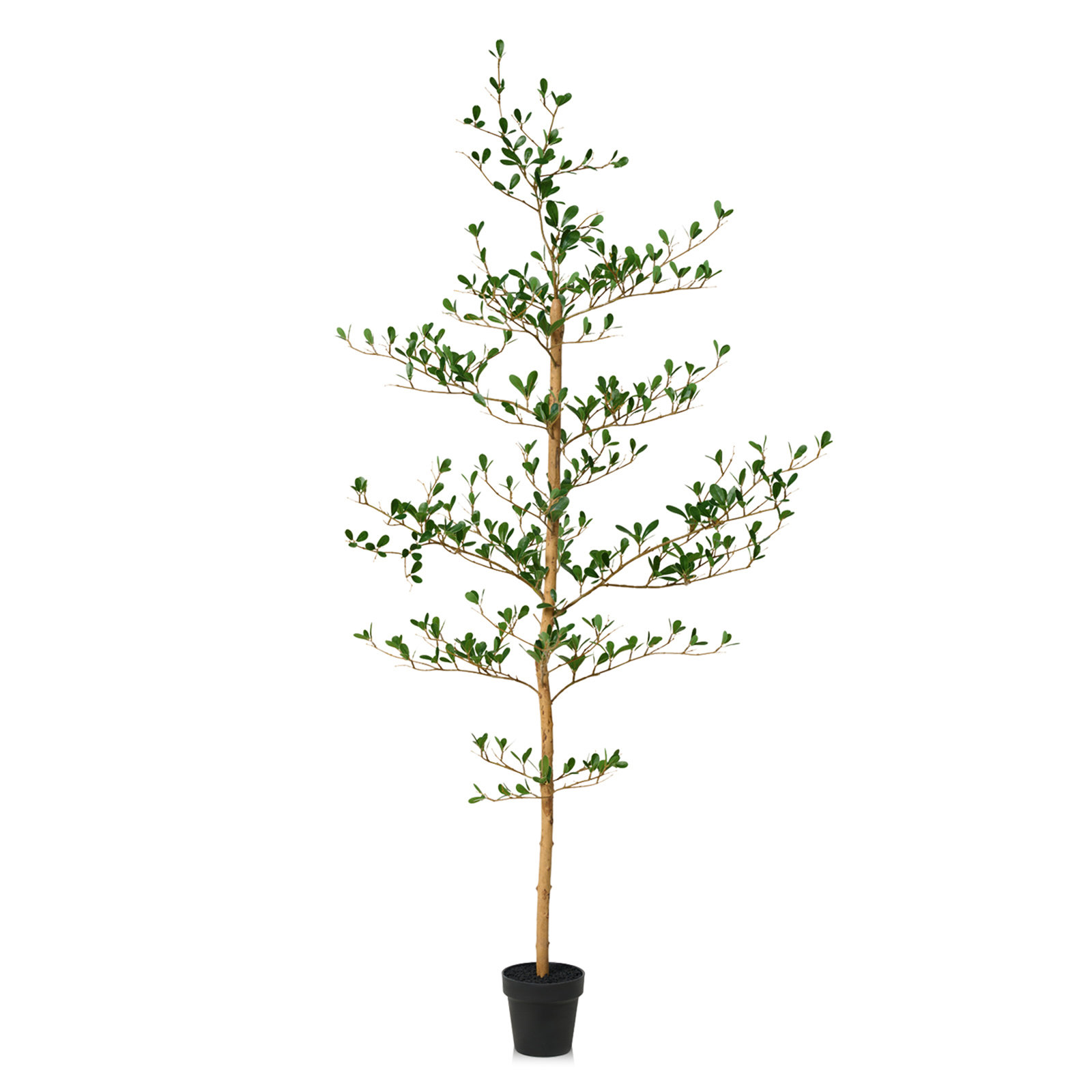 Adcock Olive Tree in Pot, 60" H x 20" W x 20" D