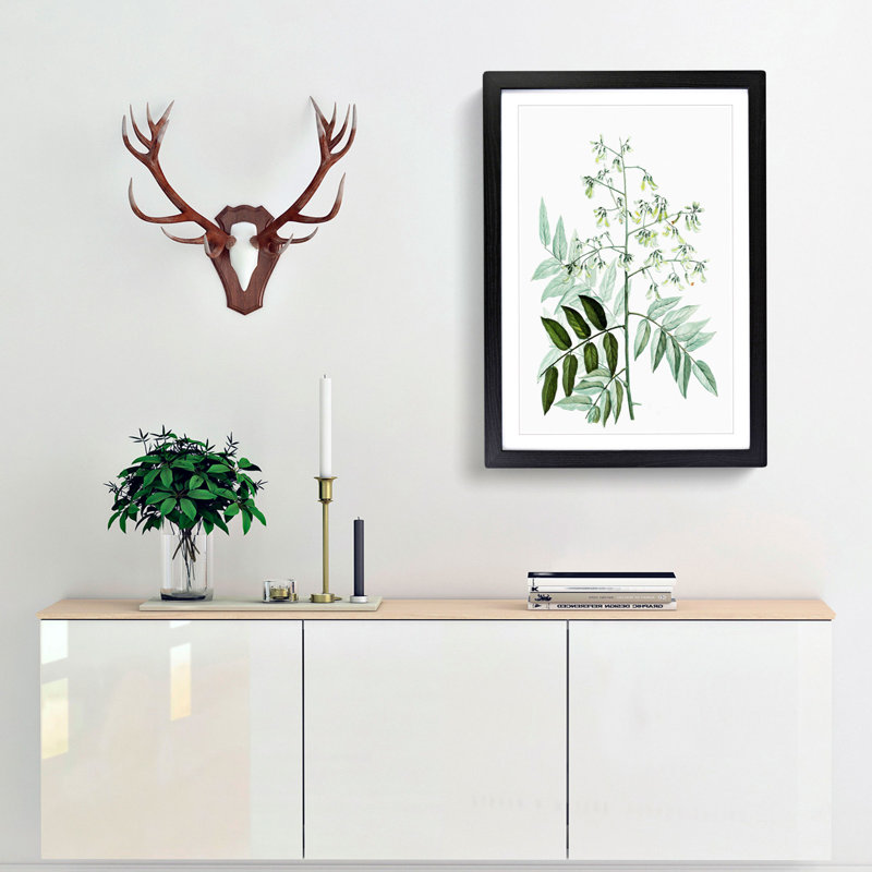 Japanese Pagoda Tree by Pierre-Joseph Redoute - Picture Frame Graphic Art Print, Black Framed, 36cm H x 27cm W x 2cm D
