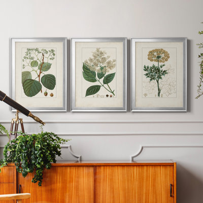 " Antique Turpin Botanical IV " 3 - Pieces Painting Print
