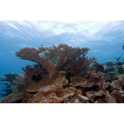 Cloudcroft Coral Reef - Wrapped Canvas Print
