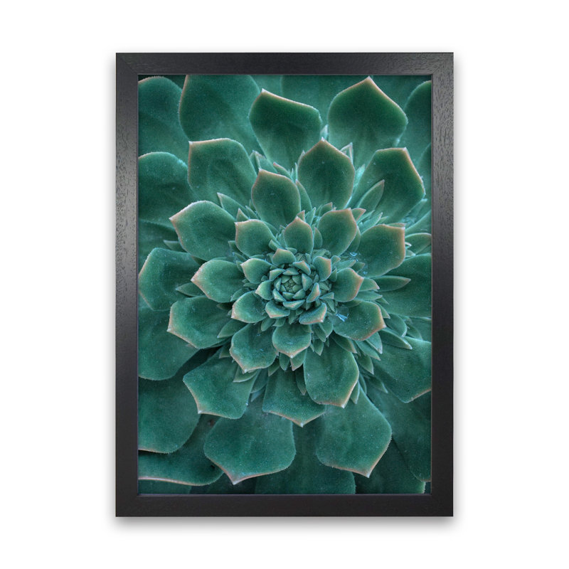 Green Succulent Plant by Victoria Frost - Print, Black Framed, 63cm H x 46cm W x 3cm D