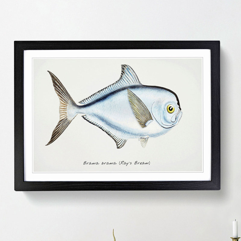 Illustration of a Rays Bream Fish by F.E. Clarke - Picture Frame Graphic Art Print, Black Framed, 48cm H x 65cm W x 2cm D