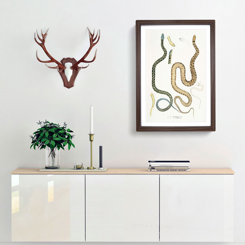 Snake Illustrations by John Edward Gray - Picture Frame Painting Print, 65cm H x 48cm W x 2cm D, Walnut Framed