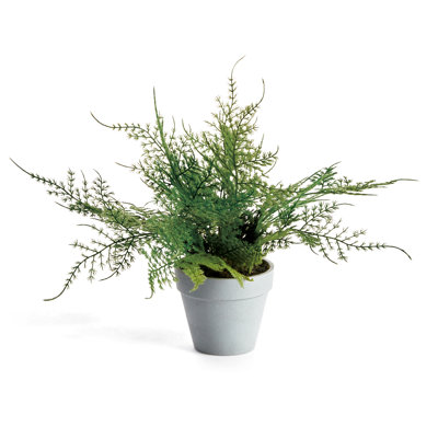 Realistic Faux Mini Plumosa Fern in Pot 11 in.