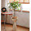 Jasmine qui pleure artificiellement, plante d'intérieur en pot-833100190-833100185