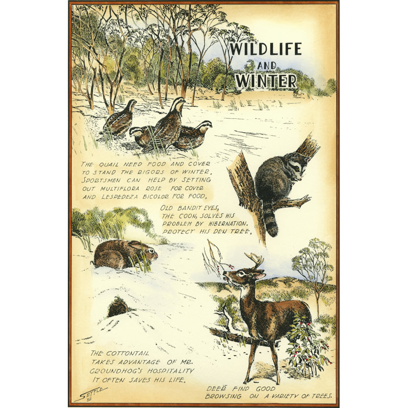 Wildlife by Robert Settle - Wrapped Canvas Art Prints, 122cm H x 81cm W x 3.8cm D