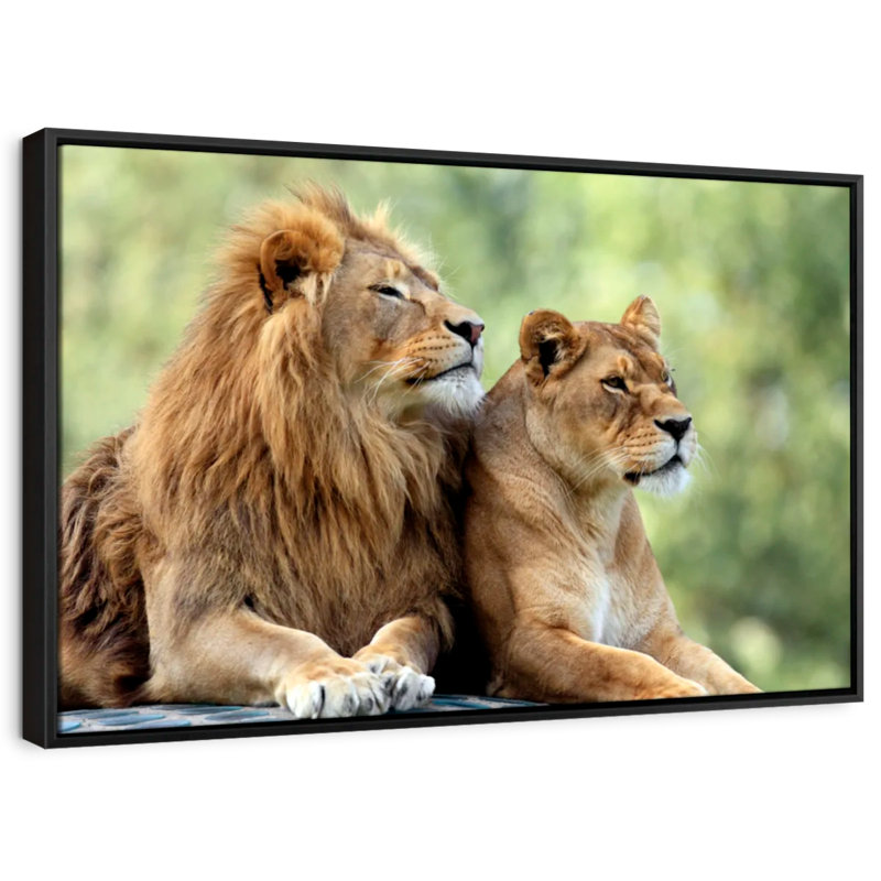 Animal " Lion Couple Wall Art ", 29" H x 43" W