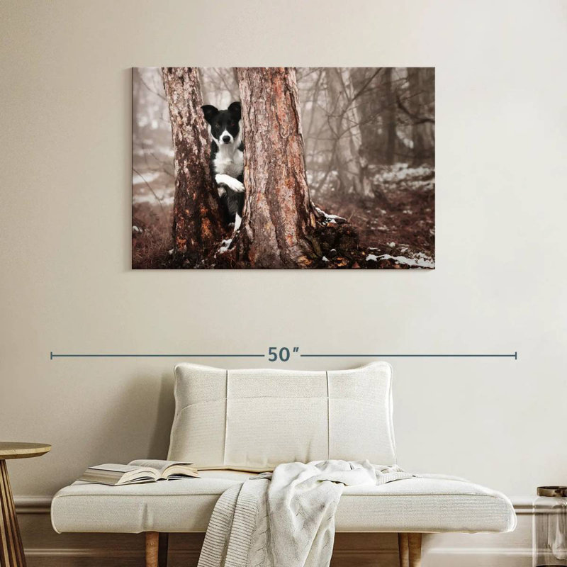 Border collie Brampt, H 26 po x l 39 po