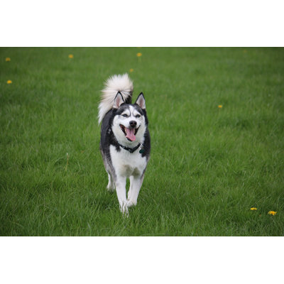 " Husky Dog " by Biancagrueneberg