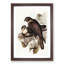 Brown Hawks by Elizabeth Gould - Picture Frame Painting Print-55513197-55513196