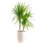 Dracaena Plant in Basket