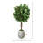 Oriental Ficus Tree in Stone Pot