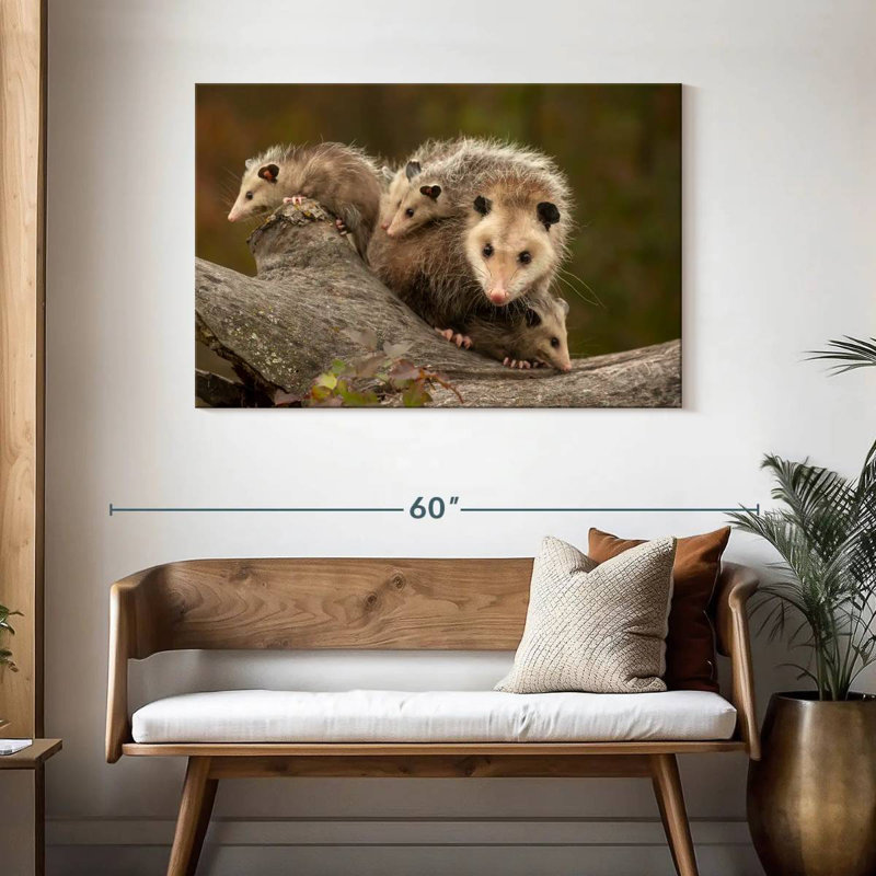 Famille Opossum, H 30 po x l 45 po