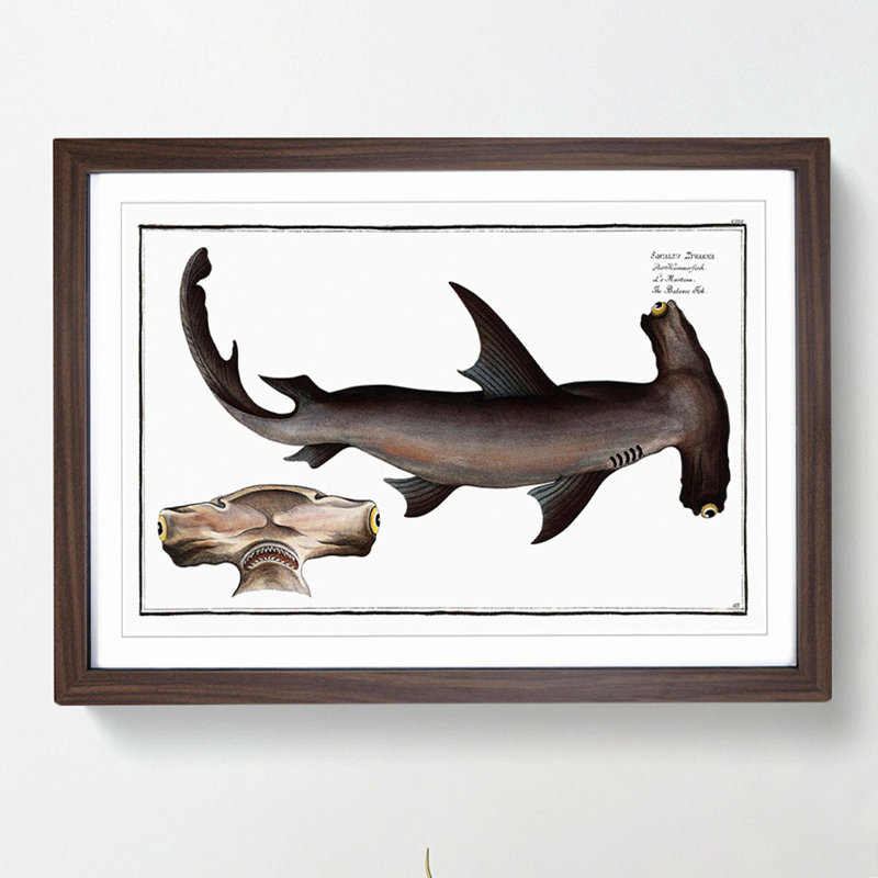 Hammerhead Shark by M.E. Bloch - Picture Frame Painting Print on MDF, Walnut Framed, 36cm H x 48cm W x 2cm D