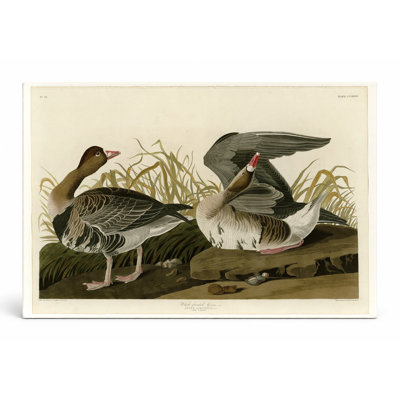 Oie à front blanc, plaque CCL XXXVI (1836) - Art mural sur toile paysage