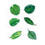 Décalcomanie murale feuilles de plantes tropicales