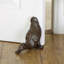 Boatright Diving Duck Iron Floor Door Stop