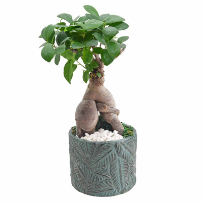 Primrue Live Ficus Plant in Ceramic Planter