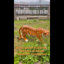 Sculpture de tigre réaliste en résine résistante aux intempéries 33,5 po L