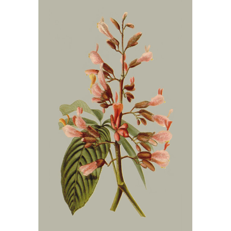 " Botanical Array I " by Vision Studio Painting Print, 36" H x 24" W