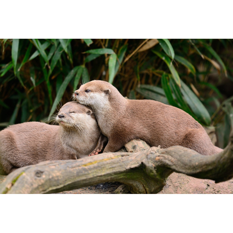 Cuddling Otters by Tom Meaker - Wrapped Canvas Print, 20cm H x 30cm W x 3.8cm D