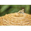 Antwyan Easy Fountain Cotswold Sun Mains Plugin Powered Water Feature