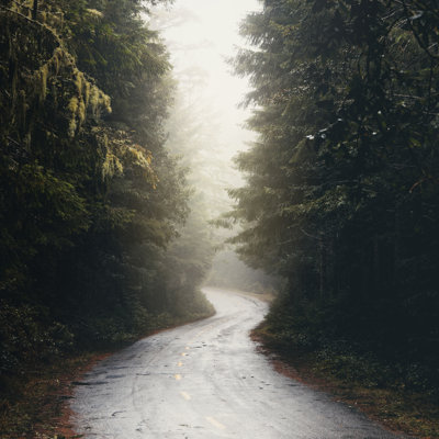 «Redwood Road Forest Fog», impression sur toile tendue