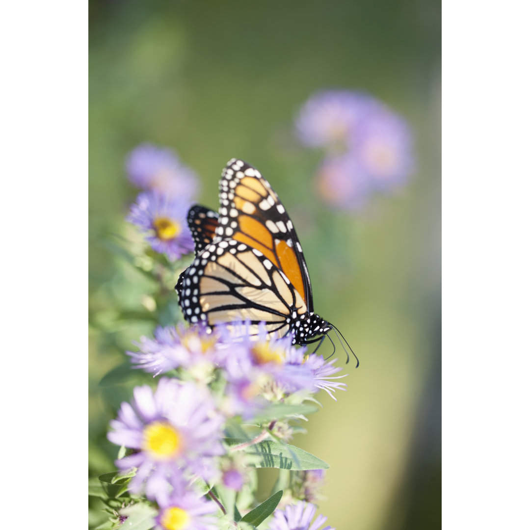 Monarch Schmetterling von Liliboas - Kunstdrucke auf Leinwand