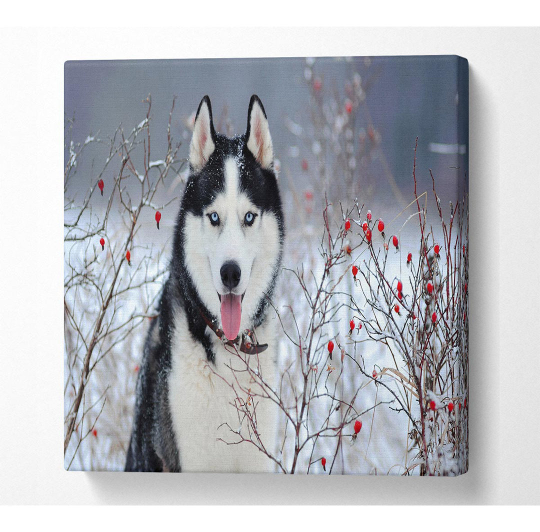 Rukadikar Husky Dog In The Winter - Leinwanddrucke