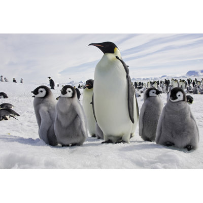 Masonville Emperor Penguin - Wrapped Canvas Print