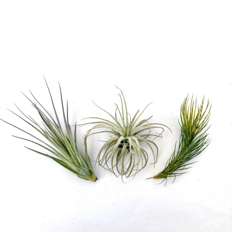 Air Plant Bundle TECFUNHOU 3PK 2"-3"